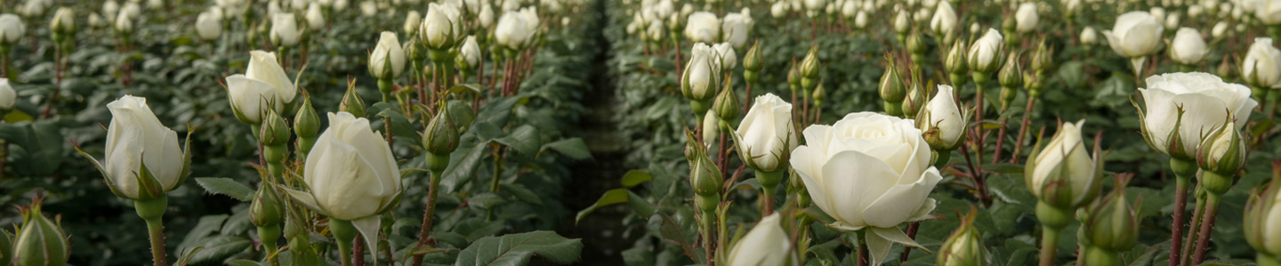 Nachhaltigkeit bei Ol Njorowa