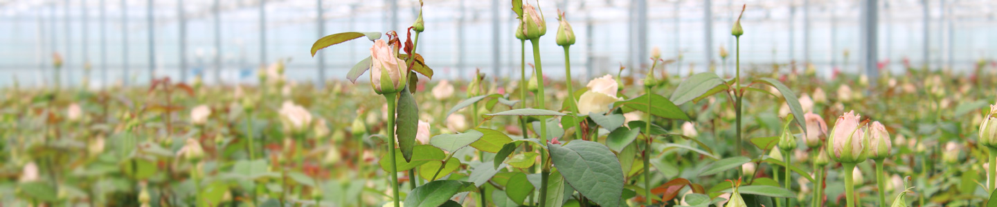 Rosen-Großhandel Surprose – Rosen geschäftlich online bestellen