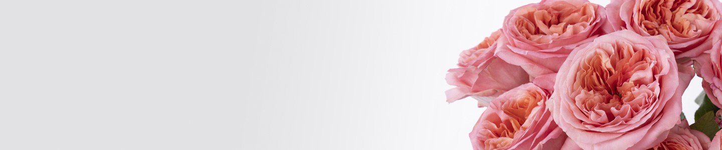 Rosenversand Bamberg