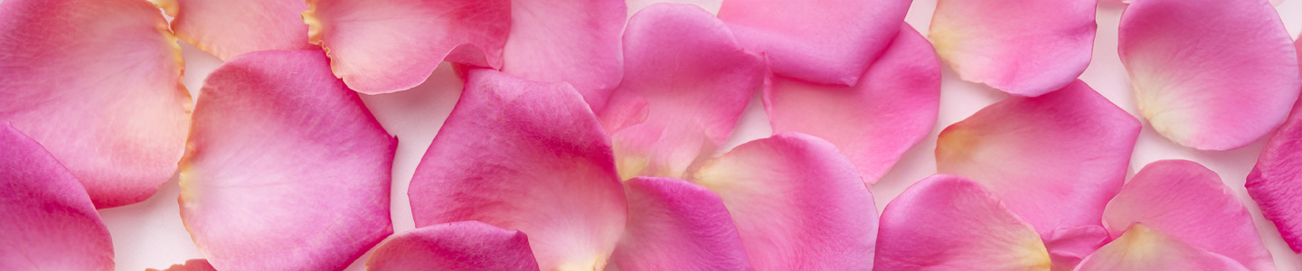 Rosenversand Nürnberg