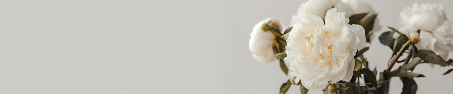 Rosensorte: Duchesse de Nemours 