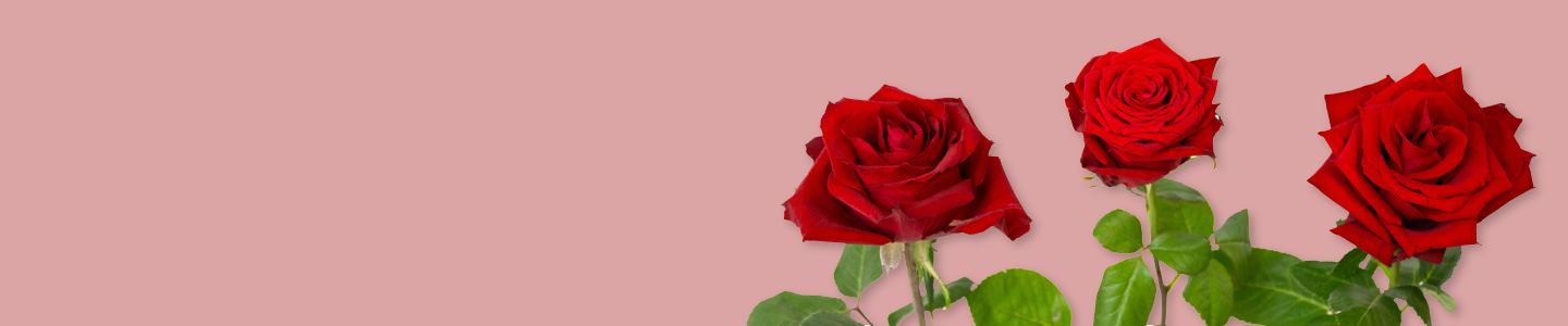 XXL-Rosen bestellen