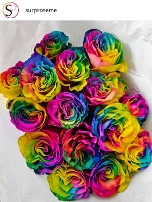 Instagram: Regenbogen Rosen Instagram: Regenbogen Rosen