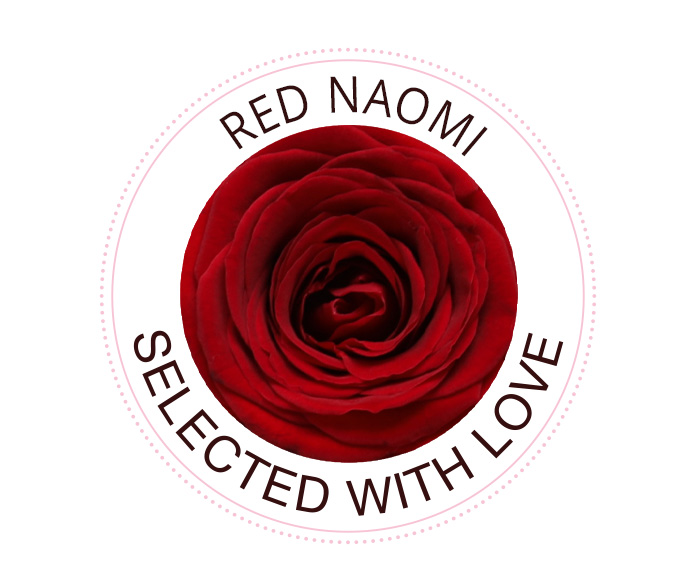 Rosensorte Red Naomi