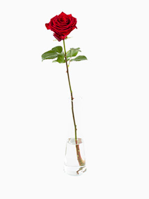Rosen nach Anzahl bestellen Rosen nach Anzahl bestellen