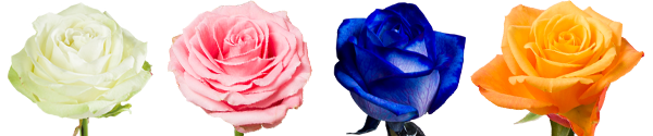 Alle Farben Rosen kaufen Alle Farben Rosen bestellen