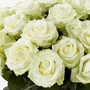 Bestimme die Anzahl Rosen