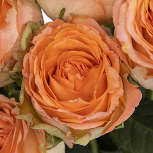 Apricot Rosen aus Ecuador