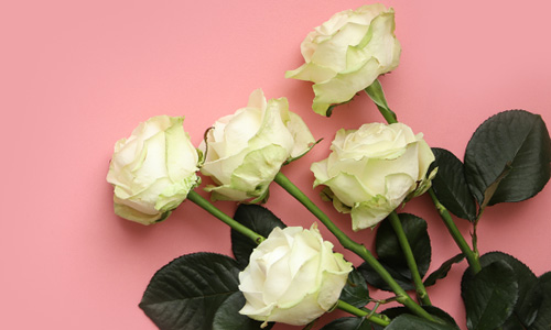 Blog: Avalanche Rose
