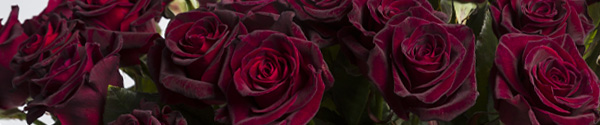 Black Baccara Rosen