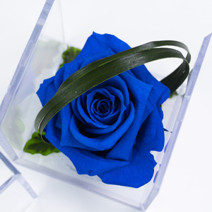 Konservierte Rosen bestellen