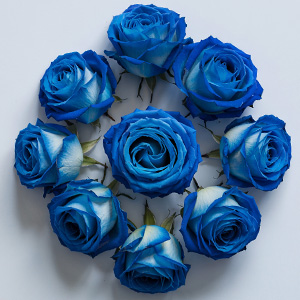 Blaue Rosen kaufen Blaue Rosen bestellen