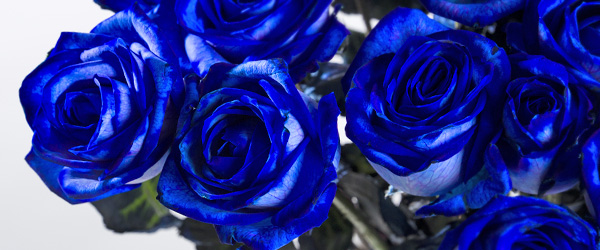 Blaue Rosen bestellen Blaue Rosen bestellen