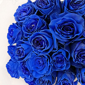 Blaue Rosen bestellen
