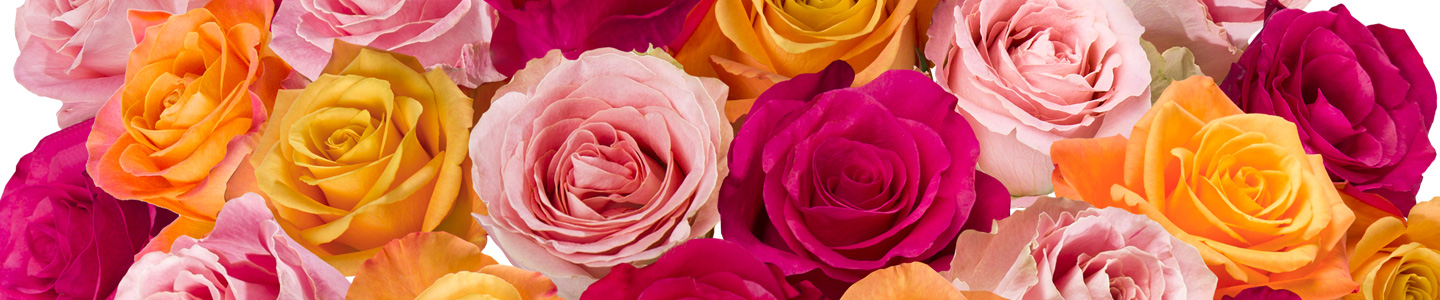 Bunter Rosenstrauß Bunter Rosenstrauß