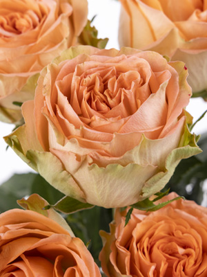 Country Home Rose