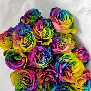Regenbogen Rosen Regenbogen Rosen