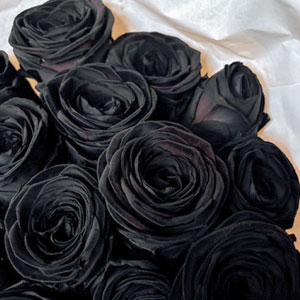 Schwarze Rosen bestellen Schwarze Rosen bestellen