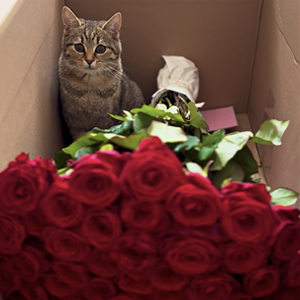 50 Rote Rosen - Red Naomi