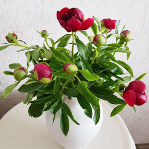 Kundenfoto - Rote Pfingstrosen Kundenfoto - Rote Pfingstrosen