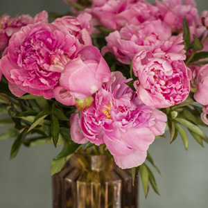 Pinke Pfingstrosen - Dr. Fleming Pinke Pfingstrosen - Dr. Fleming