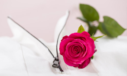 Fakten über Rosen Fakten über Rosen