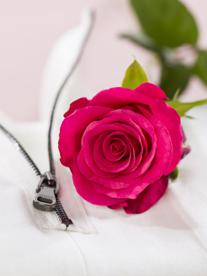 Fakten über Rosen Fakten über Rosen