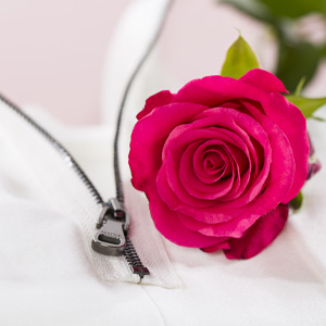 Blog: Fakten über Rosen