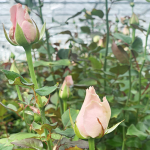 Blog: Frische Rosen