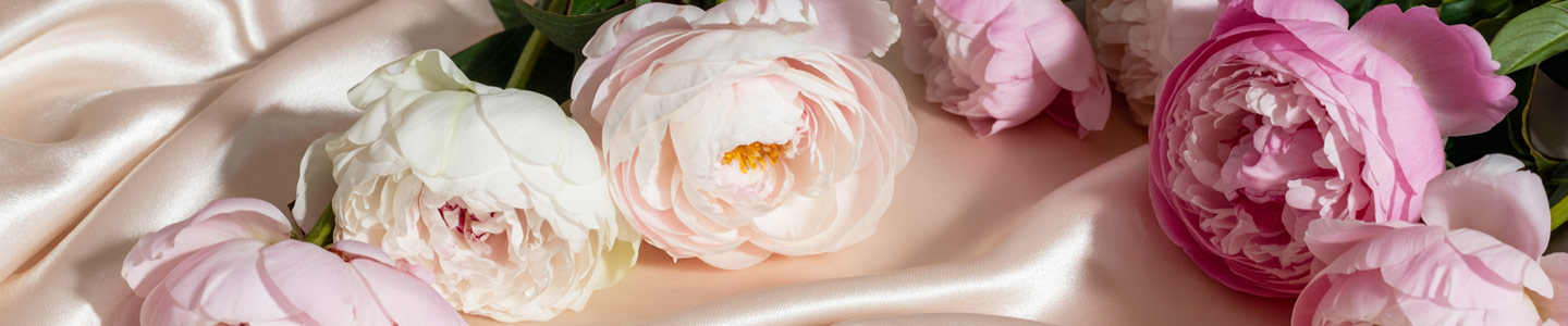 Wei&szlig;-Rosa Pfingstrosen