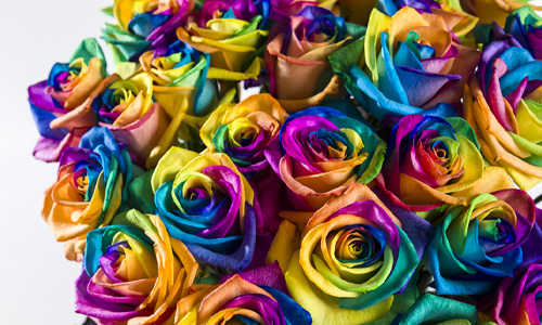 Gefärbte Rosen Gefärbte Rosen