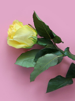Gelbe Rosen kaufen Gelbe Rose kaufen