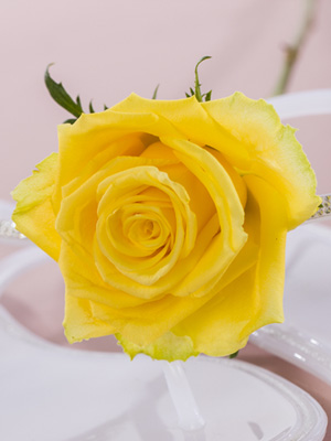 Gelbe Rosen verschicken Gelbe Rosen bestellen