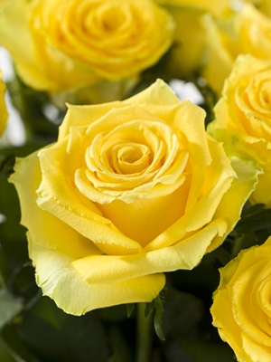 Gelbe Rosen bestellen