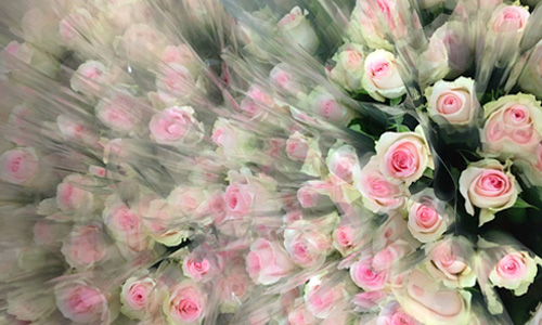 Blog: Geschäftlich Rosen bestellen