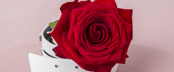 Duftende Rose verschicken Duftende Rose verschicken