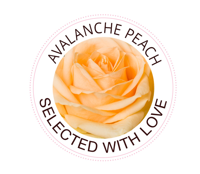 Avalanche Peach Rose