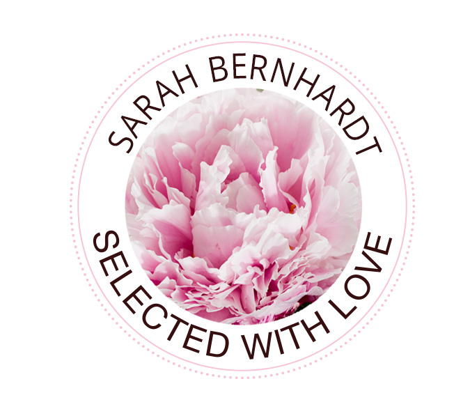 Sarah Bernhardt Rose