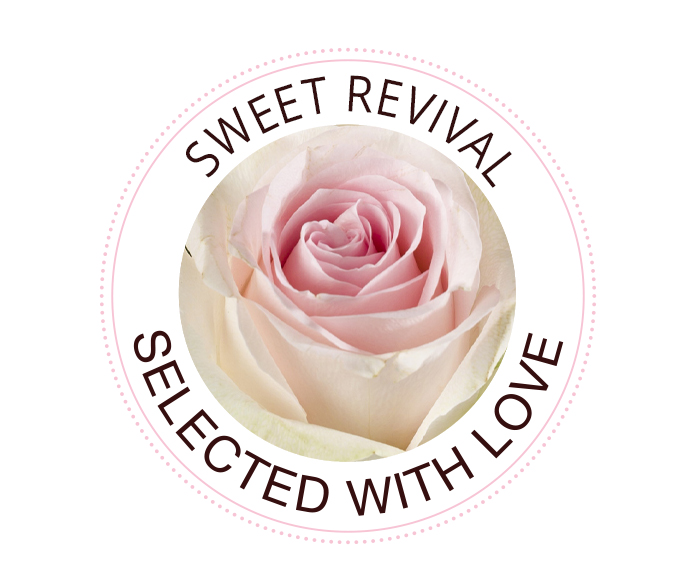 Sweet Revival Rose