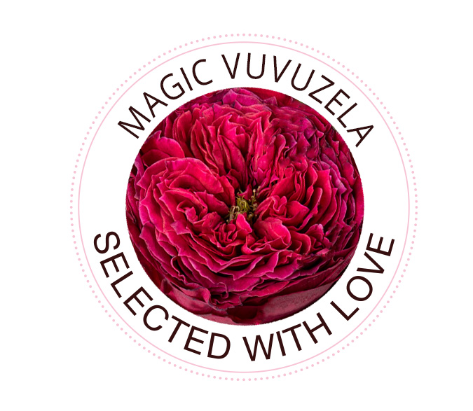 Magic Vuvuzela Rose