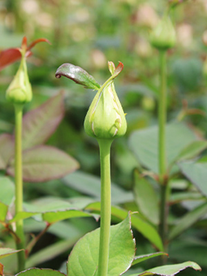 Blog: Rosen Nachhaltig Züchten