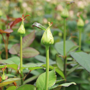 Nachhaltig Rosen züchten