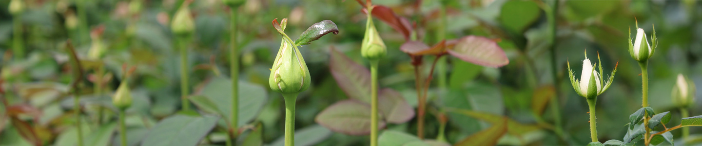 Frische Rosen vom Z&uuml;chter