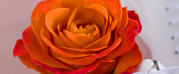 Orange Rose online bestellen Orange Rose online bestellen