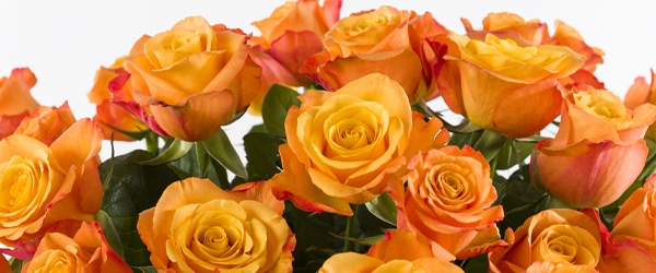 Orange Rosen bestellen Orange Rosen kaufen