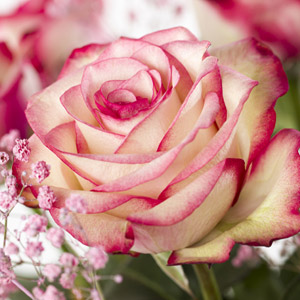 Paloma Rose Paloma Rose