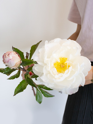 Pfingstrose - Gardenia Pfingstrose - Gardenia