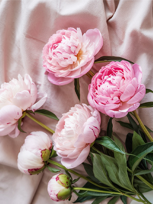 Knopse zur Blüte Knopse zur Blüte