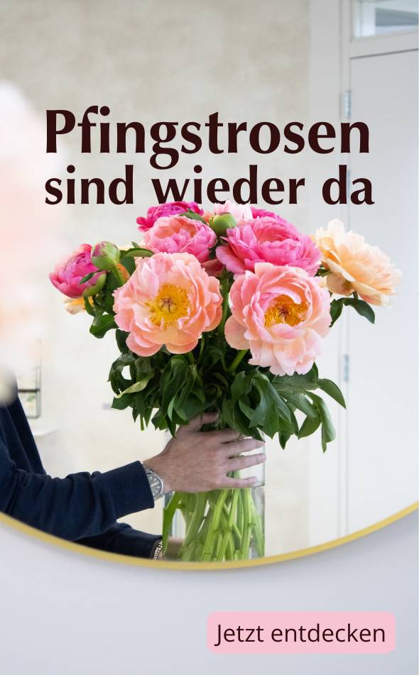 Pfingstrosen bestellen
