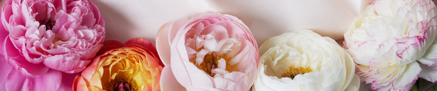 Pfingstrosen Pfingstrosen kaufen